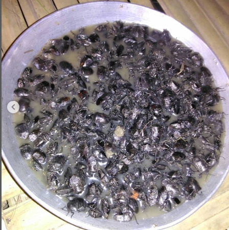 a bowl of bugs in water